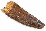 Fossil Spinosaurus Tooth - Feeding Worn Tip #374026-1